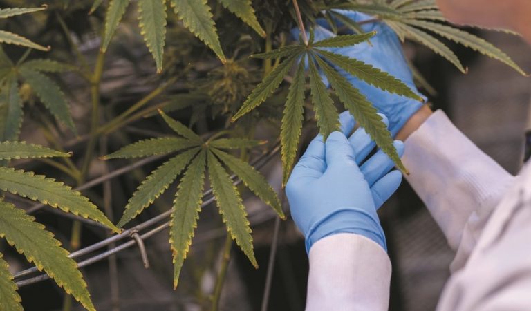 Estudio revela que la Cannabis puede ser opción contra el Covid-19