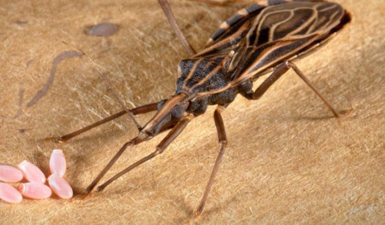 Más de 7 millones de personas con el mal de Chagas