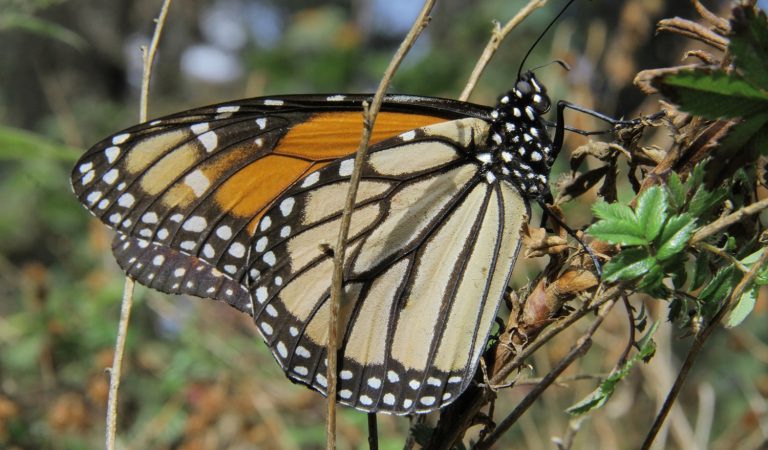 Compromiso para conservar la mariposa Monarca y el cuidado de su hábitat