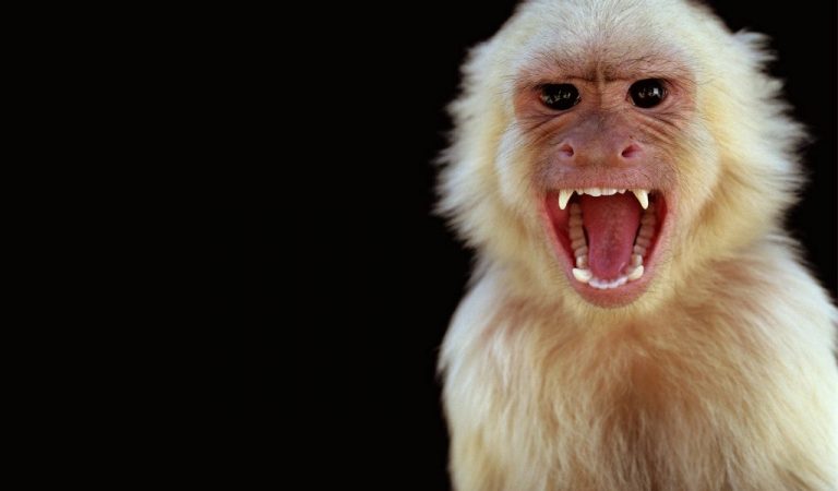 Experto de la OMS advierte que viruela del mono pronto podría declararse pandemia